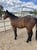 Horse ad