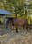 Annuncio cavallo
