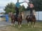Horse ad