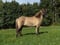 Annuncio cavallo