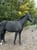 Horse ad