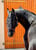Paardadvertentie