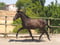 Horse ad