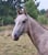 Horse ad