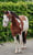 Horse ad
