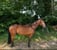 Annuncio cavallo