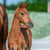 Horse ad
