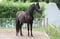 Horse ad