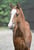 Paardadvertentie
