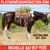 Horse ad