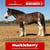 Paardadvertentie