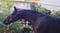 Annuncio cavallo
