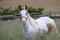 Horse ad