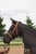 Horse ad