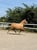 Horse ad