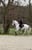 Horse ad