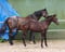 Horse ad