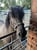 Annuncio cavallo