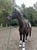 Horse ad