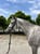 Horse ad