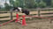 Annuncio cavallo