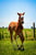 Annuncio cavallo