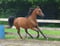 Annuncio cavallo