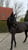 Annuncio cavallo