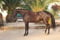Horse ad