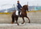 Horse ad
