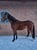 Annuncio cavallo