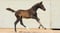 Annuncio cavallo
