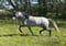 Horse ad