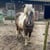 Horse ad