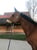 Horse ad