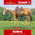 Paardadvertentie
