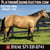 Horse ad