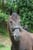 Annuncio cavallo