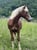 Horse ad