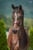Horse ad