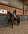 Horse ad