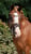 Annonce cheval