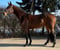 Horse ad