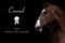 Horse ad