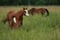 Horse ad