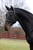 Horse ad