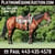 Annuncio cavallo