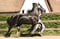 Horse ad