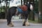 Annonce cheval