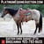 Horse ad